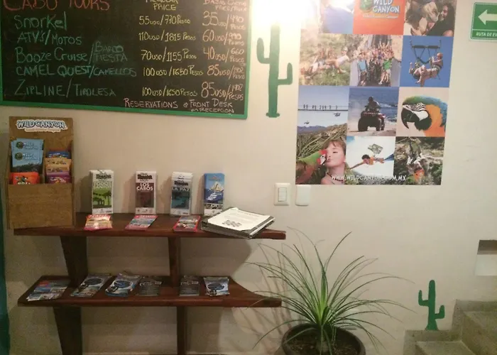 Bajas Cactus *